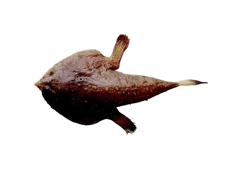 peixe-morcego oval