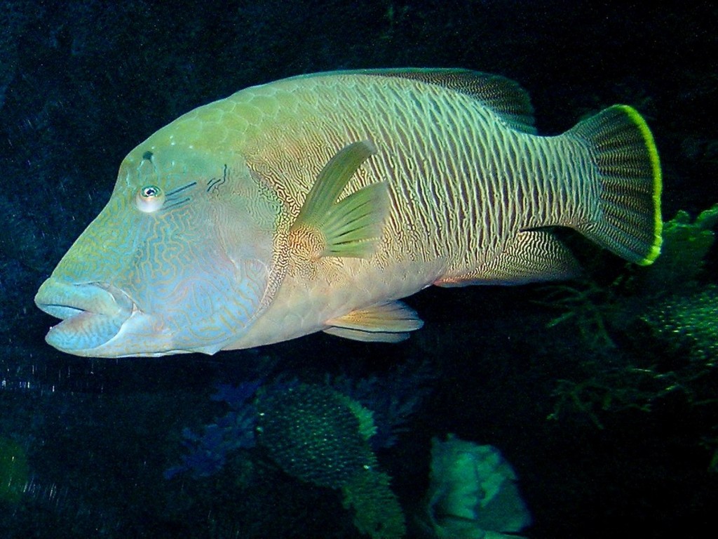 peixe-napoleao