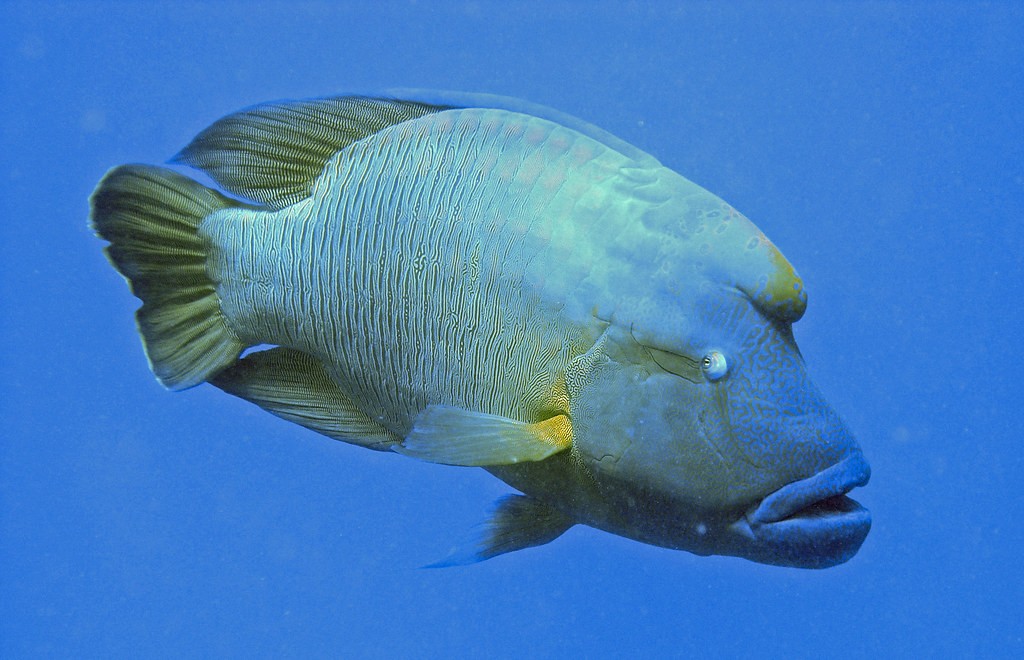 peixe-napoleao habitat