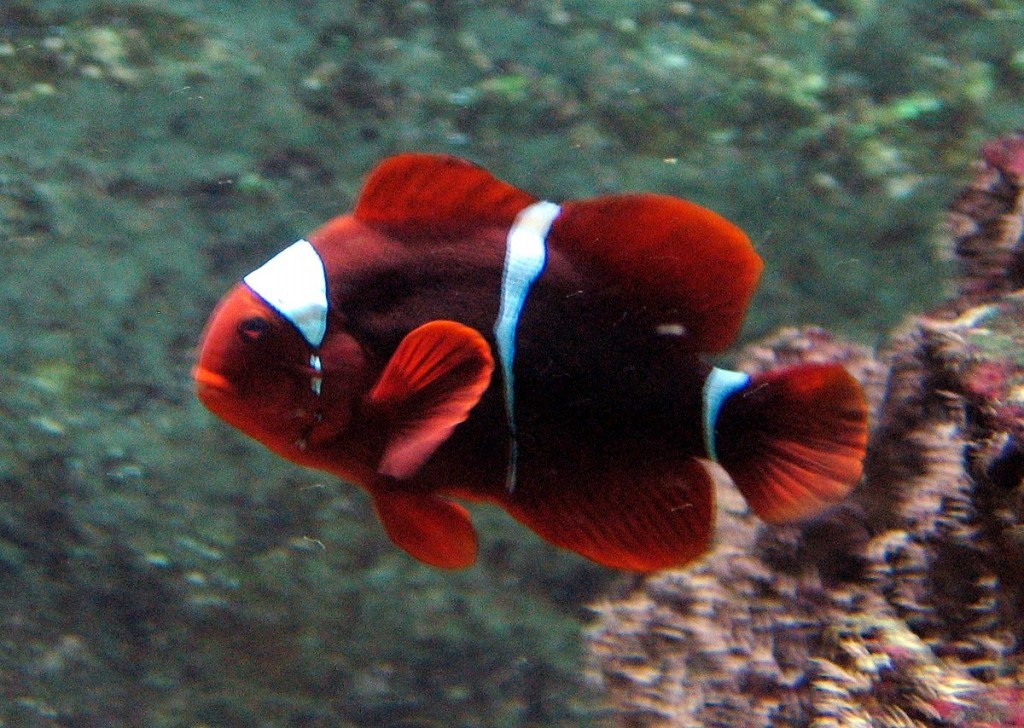peixe-palhaco-castanho