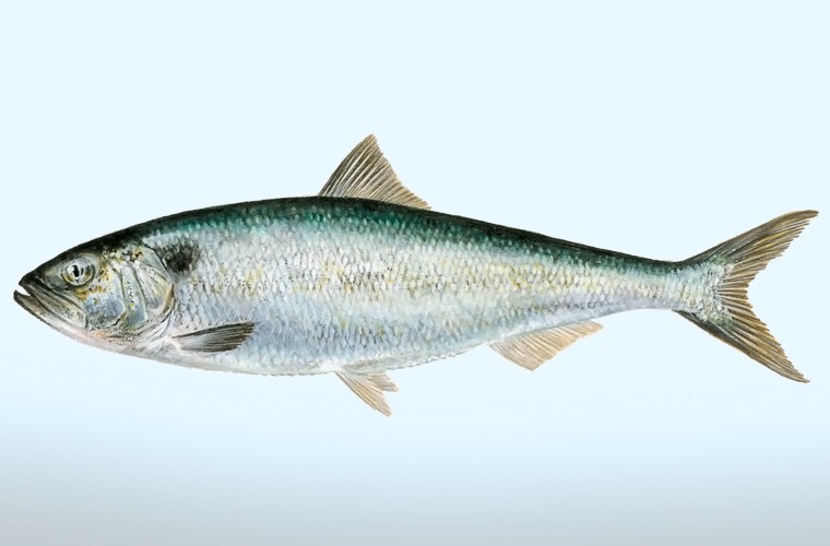 peixe savel