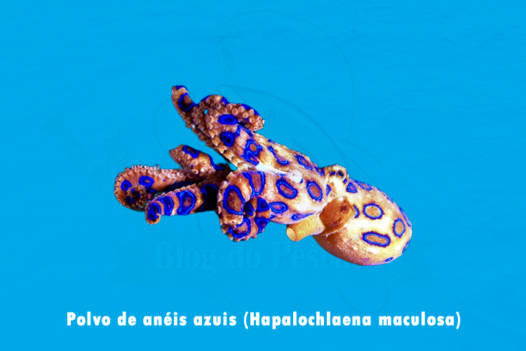 polvo de aneis azuis (hapalochlaena maculosa)