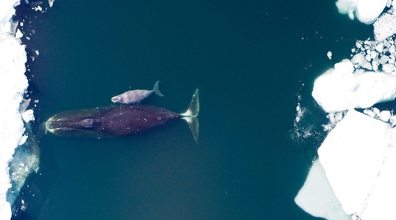 reproducao da baleia-da-groenlandia