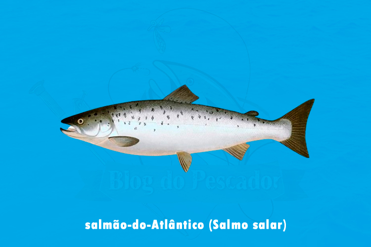salmao-do-atlantico (salmo salar)