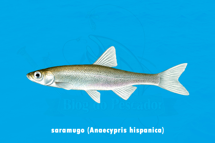 saramugo (Anaecypris hispanica)