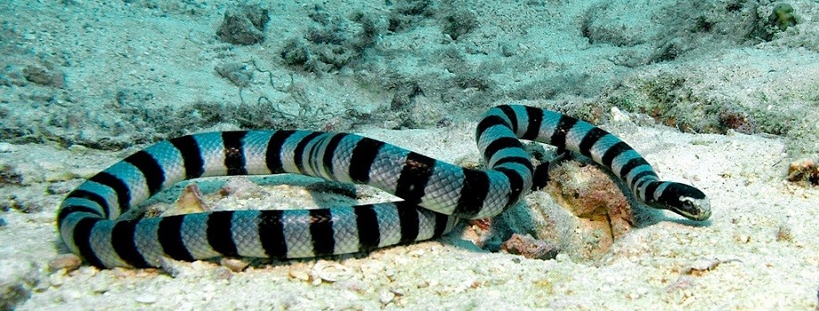 serpente marinha de bico
