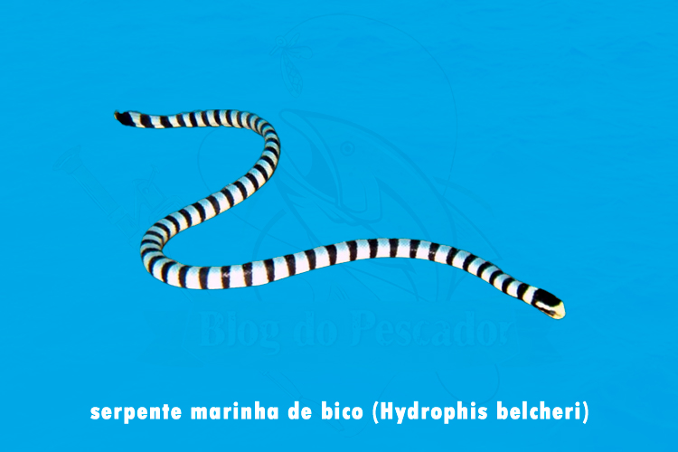 serpente marinha de bico ( hydrophis belcheri)