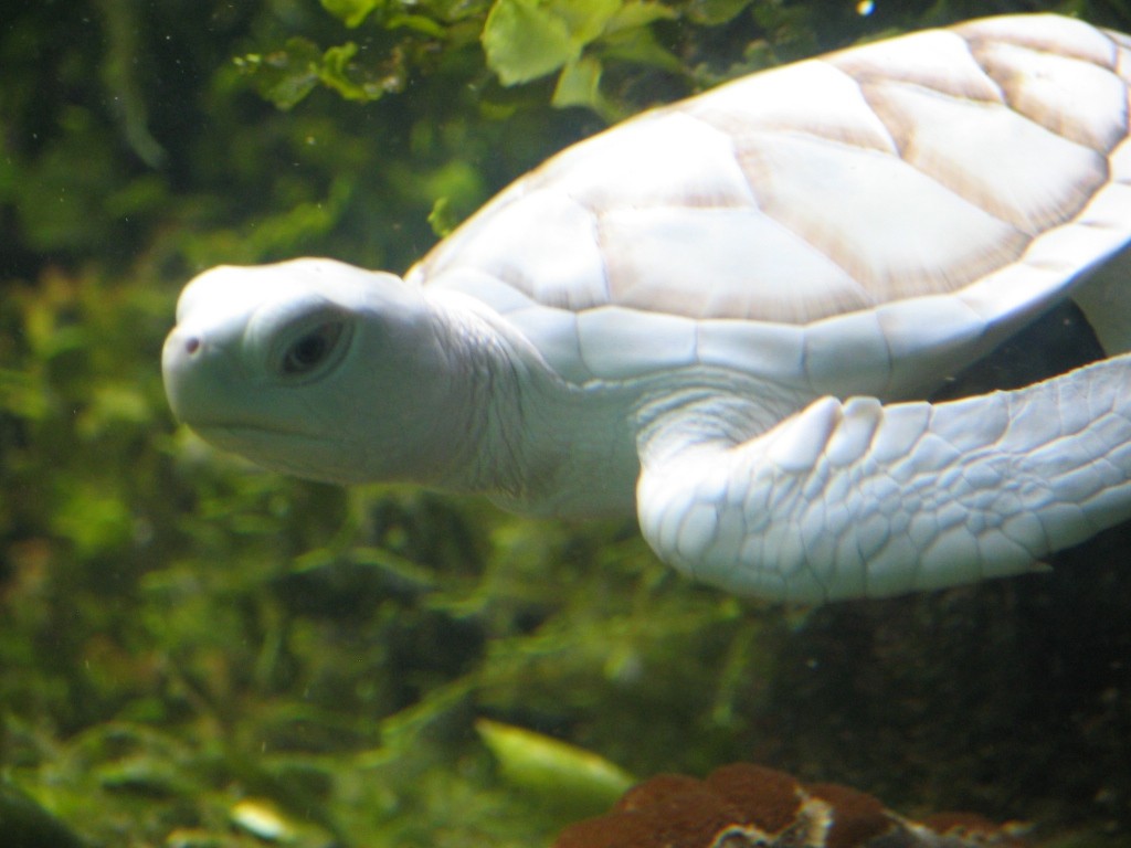 tartaruga albina