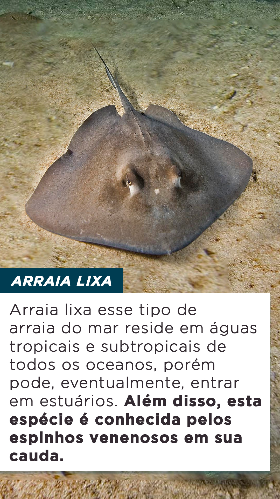 Tipos de arraia do mar: características, informações e muito mais ...