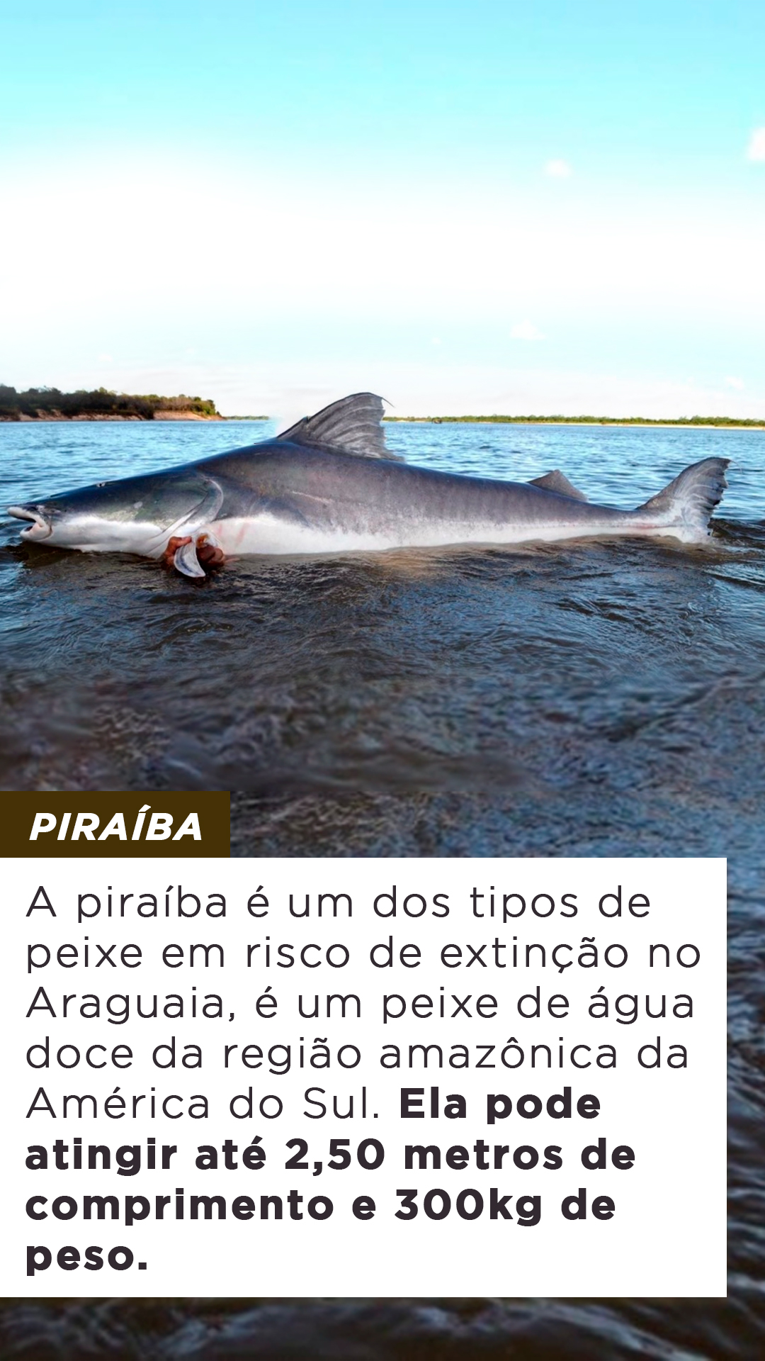 7-tipos-de-peixe-em-risco-de-extin-o-no-araguaia-blog-do-pescador