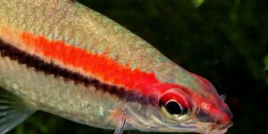 Caracteristicas do peixe Barbo Denisoni