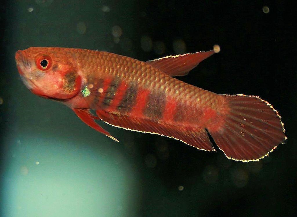 Caracteristicas do peixe Betta Rubra