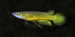 Caracteristicas do peixe Killifish Golden Panchax