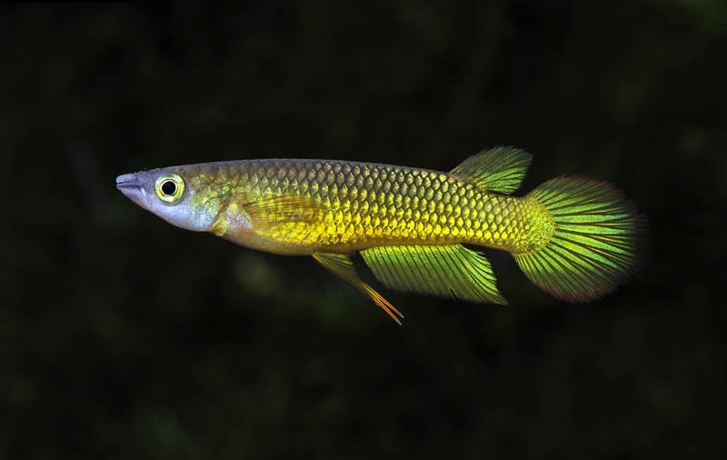 Caracteristicas do peixe Killifish Golden Panchax