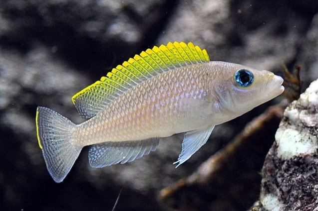 Caracteristicas do peixe Neolamprologus Caudopunctatus 