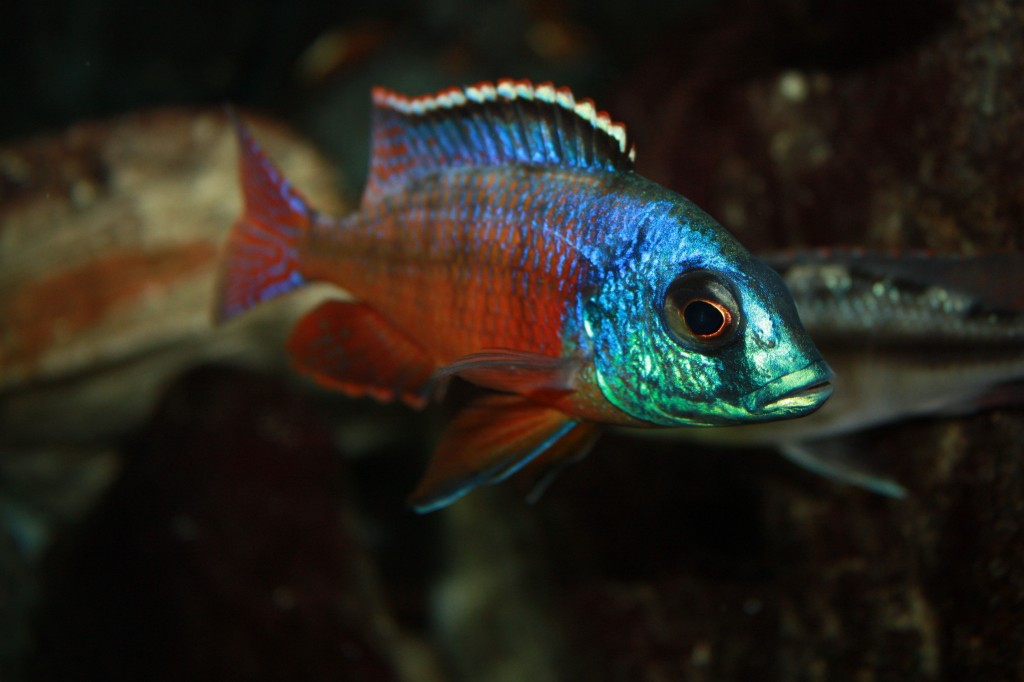 Caracteristicas do peixe Red Empress