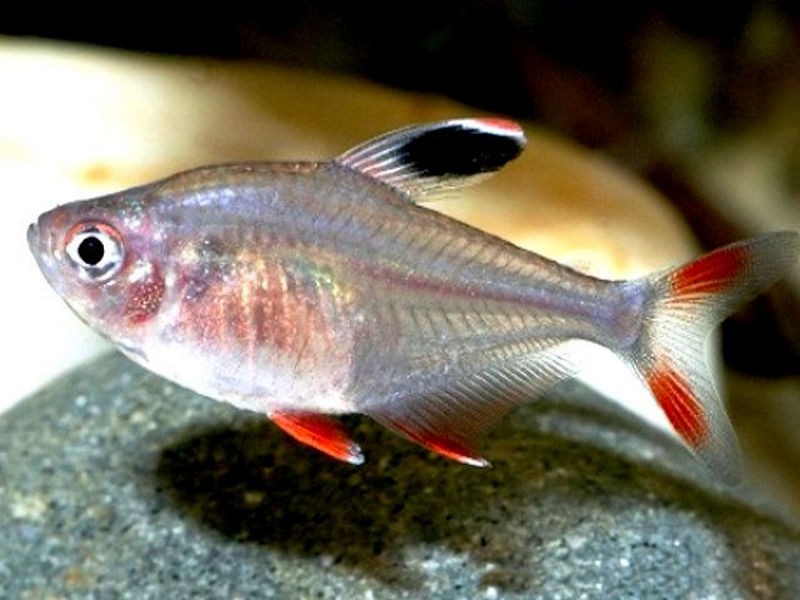 caracteristicas do peixe tetra asa branca
