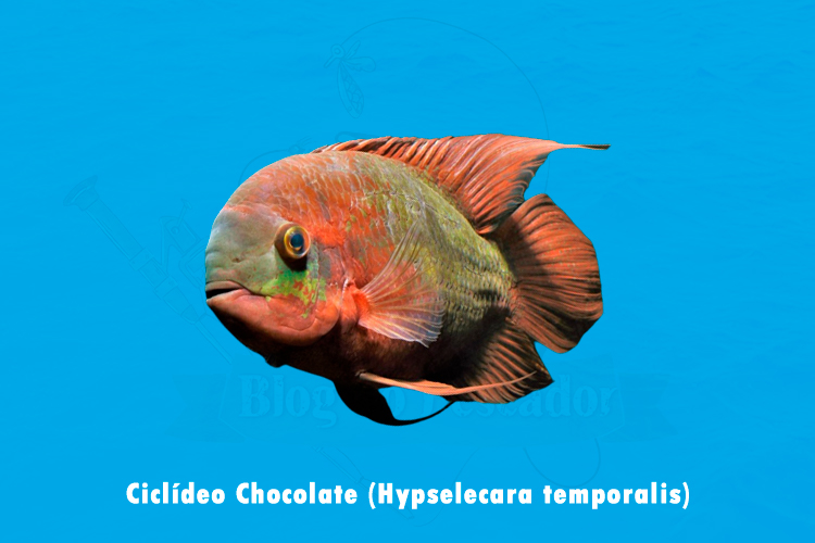 Ciclideo Chocolate (Hypselecara temporalis)