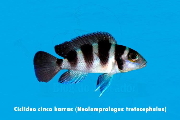 Ciclideo cinco barras (Neolamprologus tretocephalus)