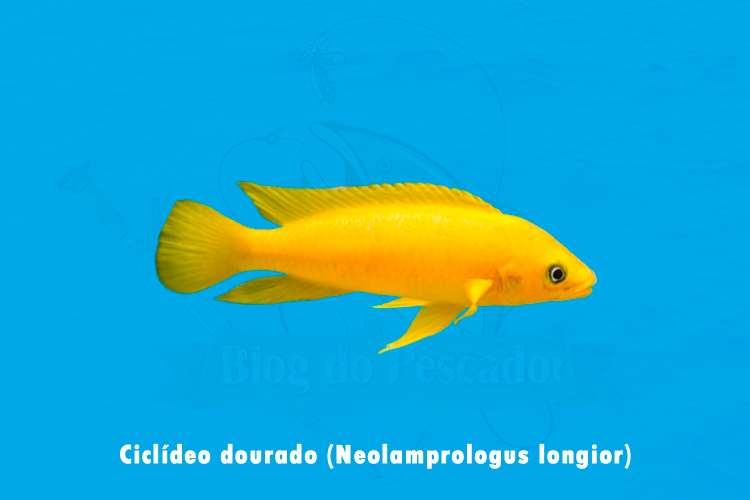 Ciclideo dourado (Neolamprologus longior)
