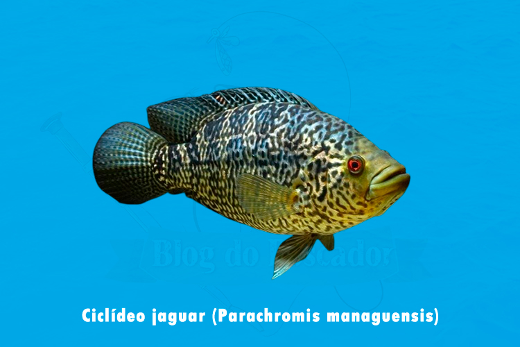 Ciclideo jaguar (Parachromis managuensis)
