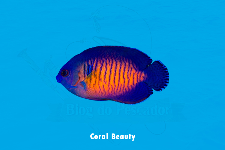 Coral Beauty