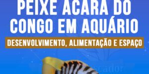 Criacao do peixe acara do congo em aquario