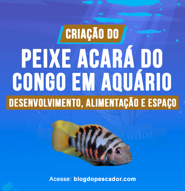 Criacao do peixe acara do congo em aquario