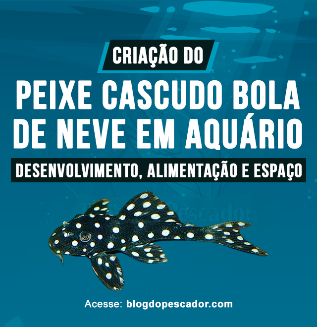 Criacao do peixe cascudo bola de neve em aquario