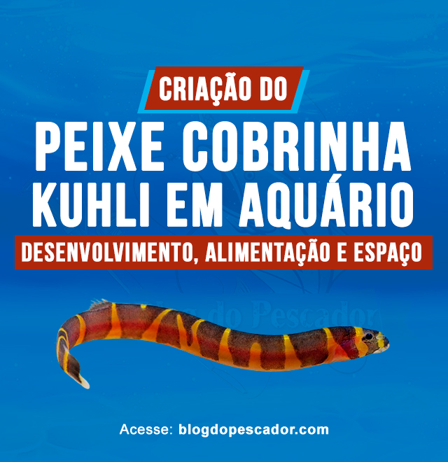 Criacao do peixe cobrinha kuhli em aquario