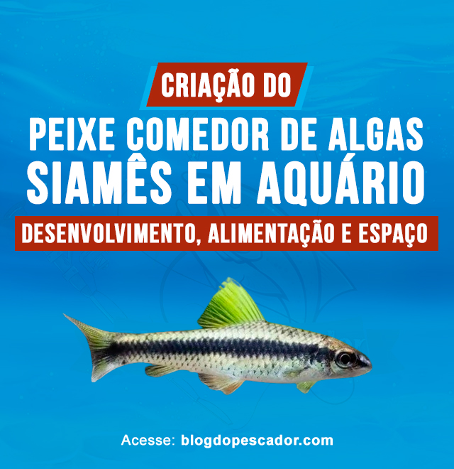 Criacao do peixe comedor de algas siames em aquario