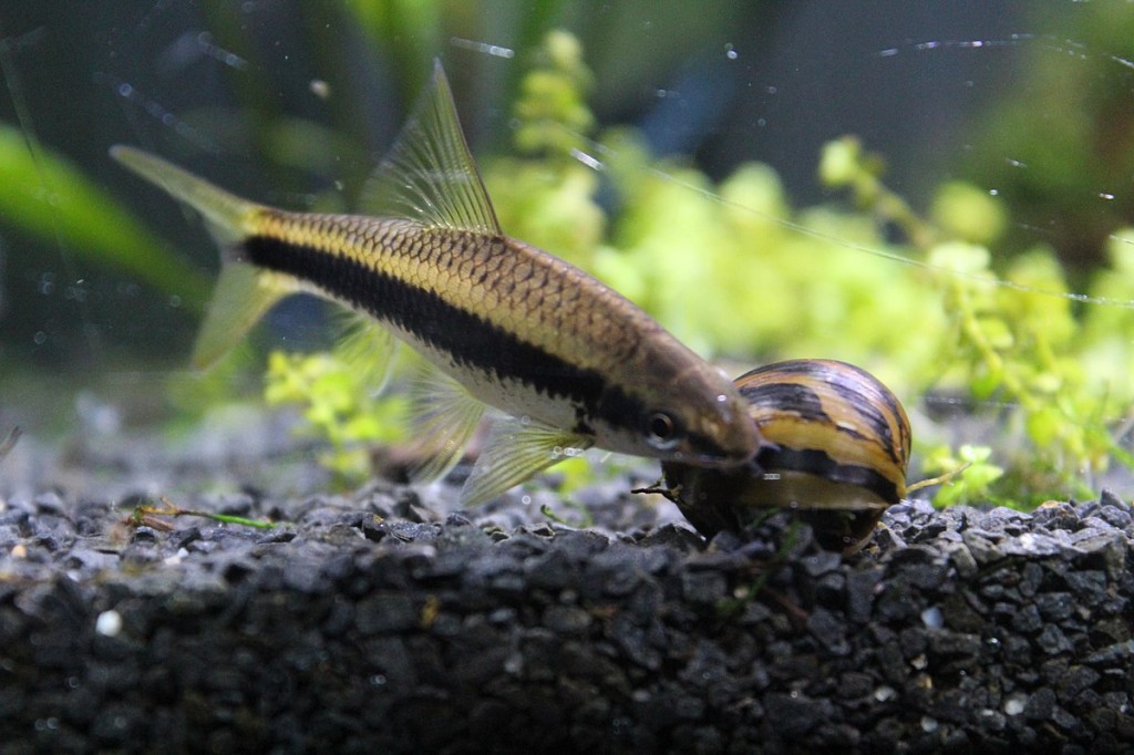 Criacao do peixe comedor de algas siames em aquario