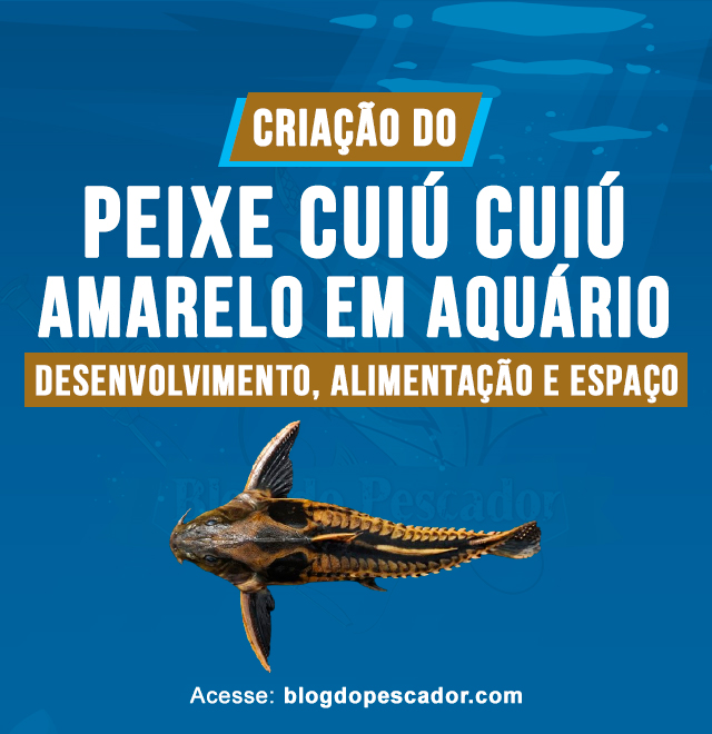 Criacao do peixe cuiu cuiu amarelo em aquario