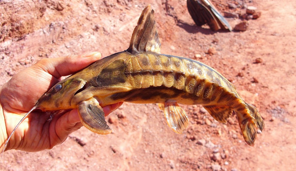 Criacao do peixe cuiu cuiu amarelo