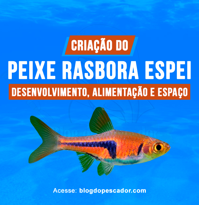 Criacao do peixe rasbora espei em aquario