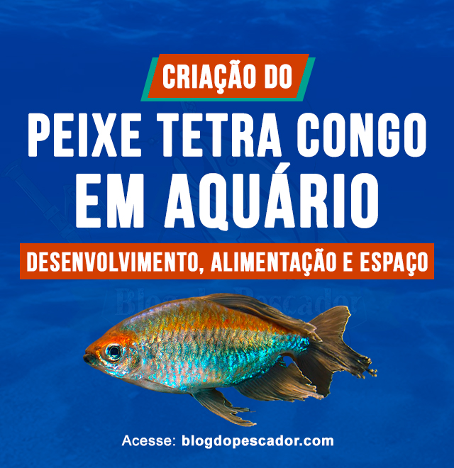 criacao do peixe tetra congo em aquario