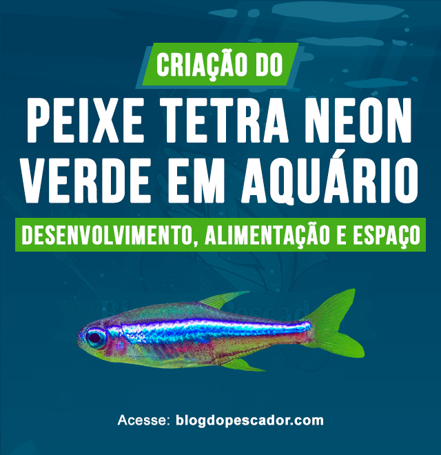 Criacao do peixe tetra neon verde em aquario