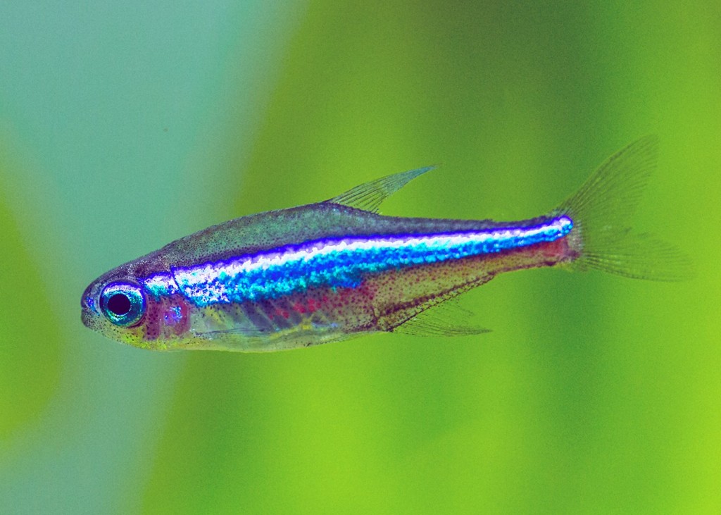 Criacao do peixe tetra neon verde em aquario