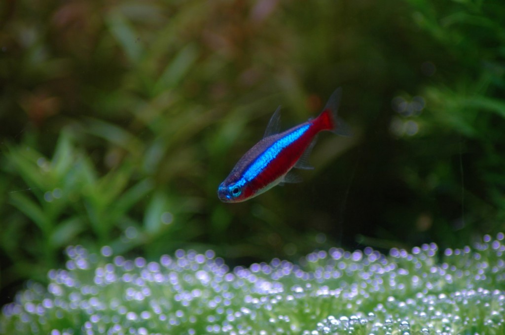 Criacao do peixe tetra neon verde