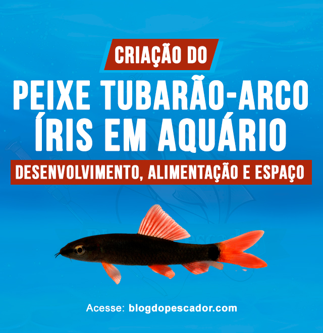 Criacao do peixe tubarao-arco-iris em aquario