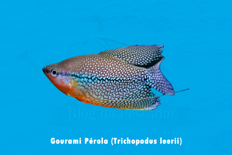 gourami perola (trichopodus leerii)