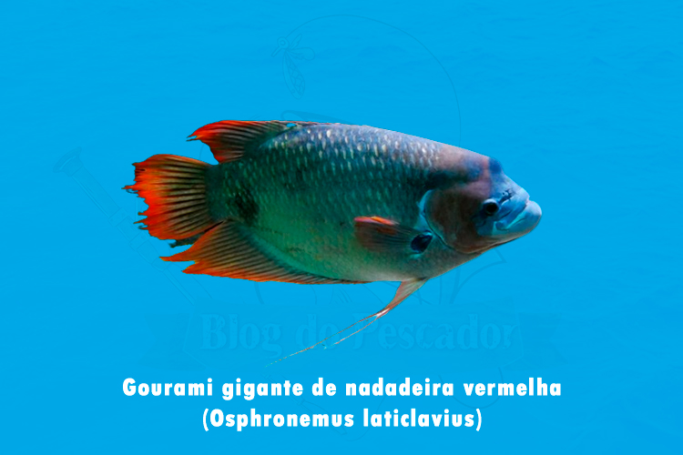 gourami gigante de nadadeira vermelha (osphronemus laticlavius)