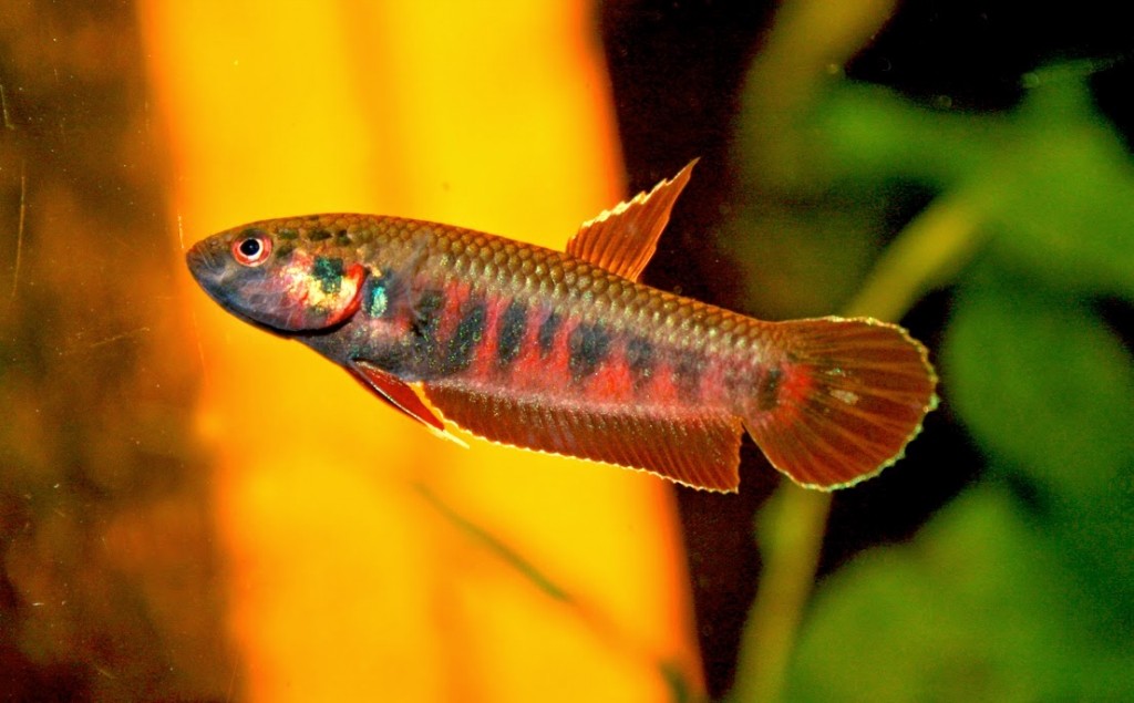 Habitat do peixe betta rubra