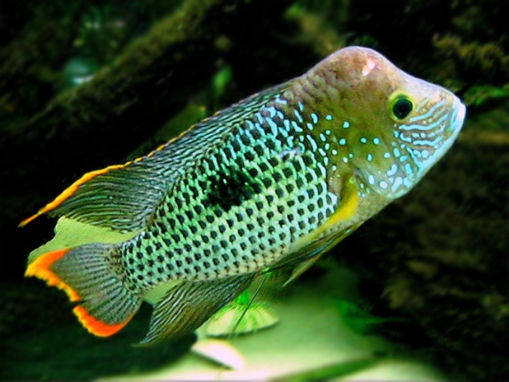 Habitat do peixe green terror
