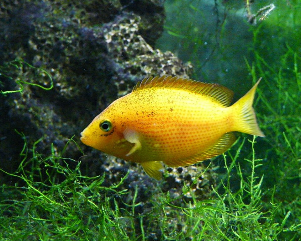 Habitat do peixe mexerica