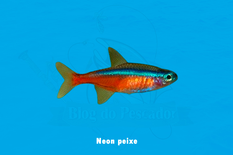 Neon peixe