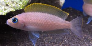 Onde encontrar o peixe Neolamprologus Caudopunctatus 