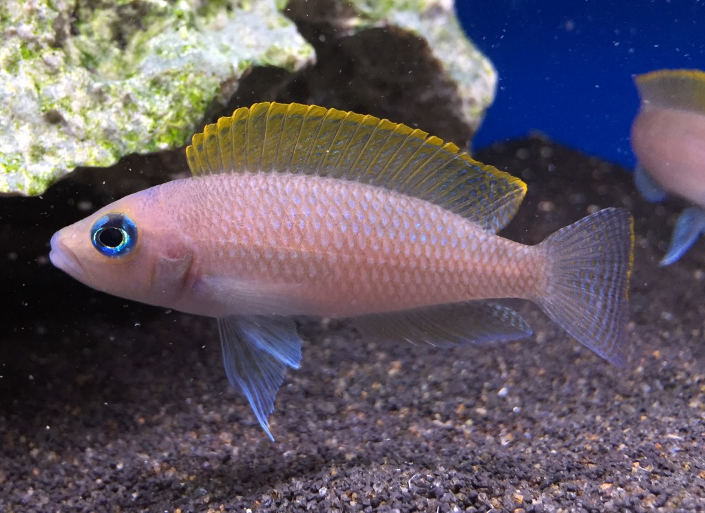 Onde encontrar o peixe Neolamprologus Caudopunctatus 