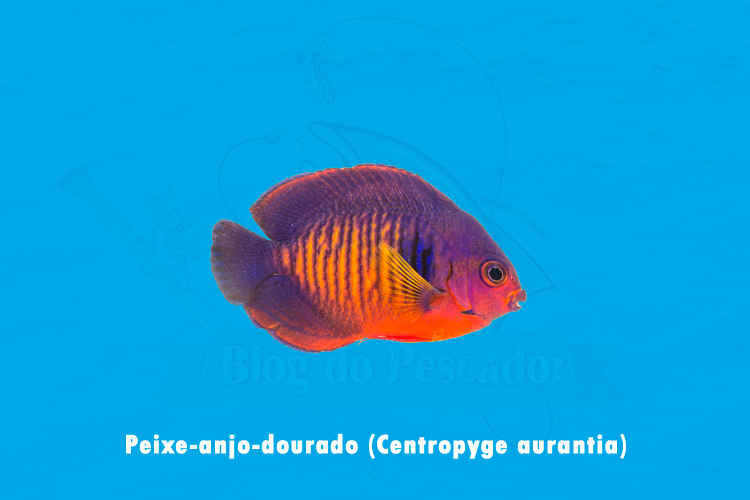 Peixe-anjo-dourado (centropyge aurantia)