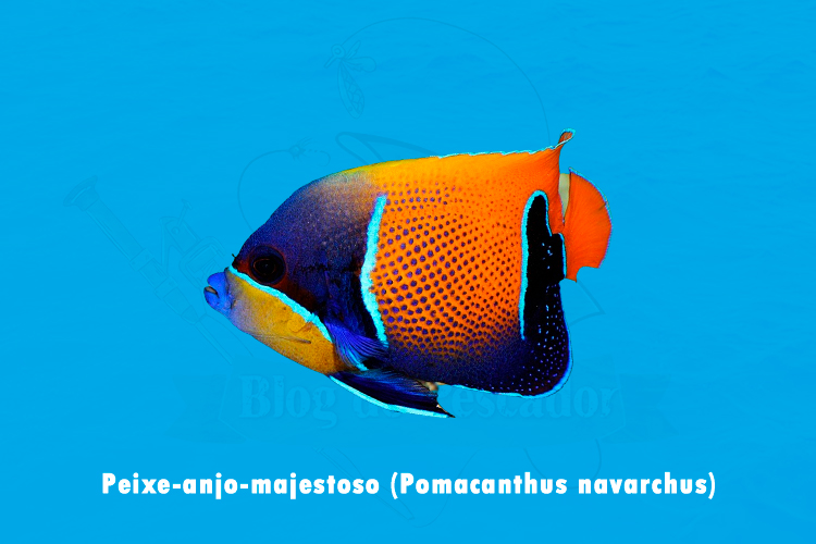 peixe-anjo-majestoso (pomacanthus navarchus)